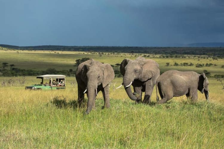 Game drive